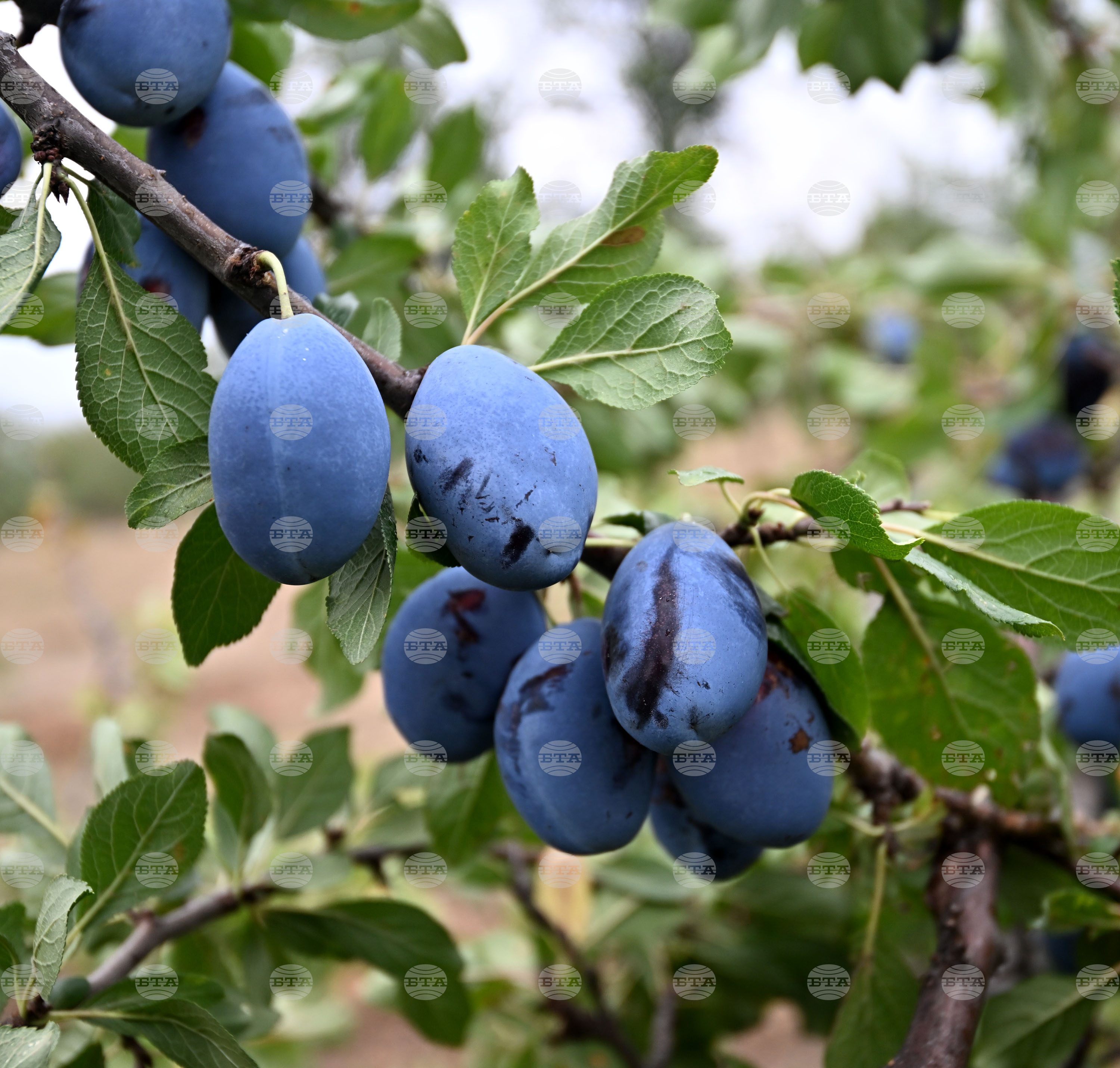 Село Лудогорци - овощен масив - сини сливи