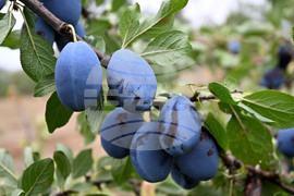 Село Лудогорци - овощен масив - сини сливи