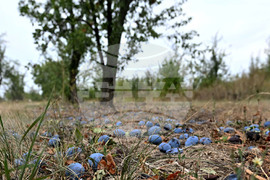 Село Лудогорци - овощен масив - сини сливи