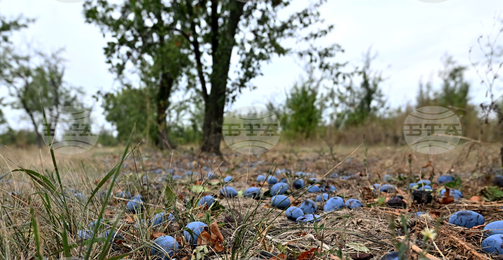 Село Лудогорци - овощен масив - сини сливи