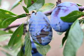 Село Лудогорци - овощен масив - сини сливи