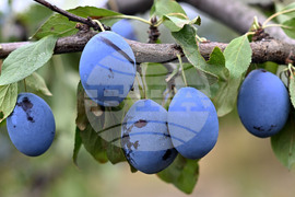 Село Лудогорци - овощен масив - сини сливи