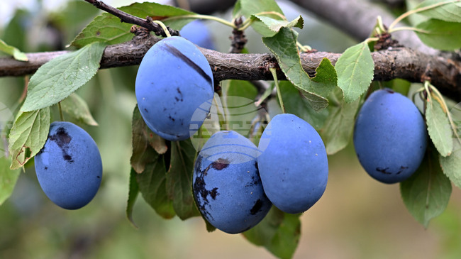 Прием по схема за спешна финансова помощ на български земеделски стопани, засегнати от измръзване или слана през 2025 г. започва от утре