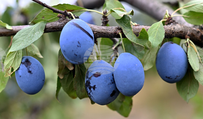 Прием по схема за спешна финансова помощ на български земеделски стопани, засегнати от измръзване или слана през 2025 г. започва от утре