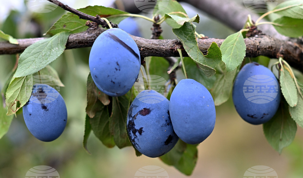 Село Лудогорци - овощен масив - сини сливи