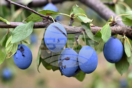 Село Лудогорци - овощен масив - сини сливи