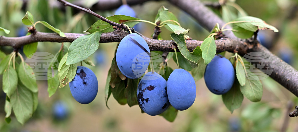 Село Лудогорци - овощен масив - сини сливи