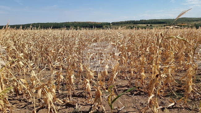 Drought-affected Area in Bulgaria Reached 17-Year High in 2024
