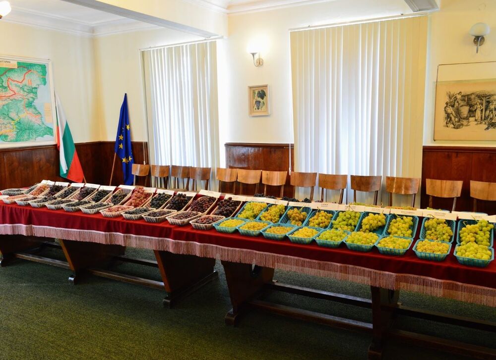 Община Плевен: С открит ден плевенският Институт по лозарство и винарство се присъединява към фестивала на виното и фермерските деликатеси „Time for Wine“