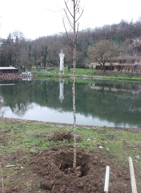 Община Плевен: Десетки нови дървета бяха засадени в парковата и градска среда в Плевен