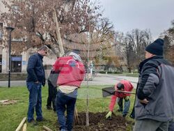 Снимка: Община Плевен - дървета