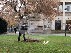 Снимка: Община Плевен - дървета