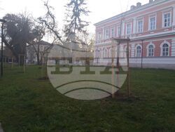 Снимка: Община Плевен - дървета