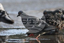 Исперих - гълъби - любопитно