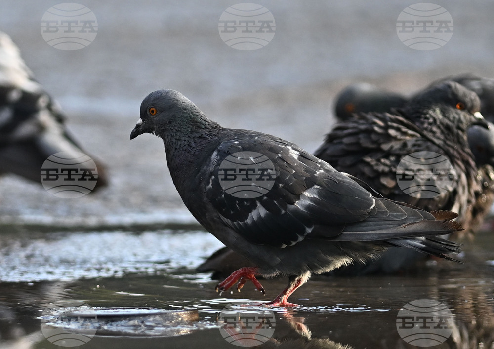 Исперих - гълъби - любопитно