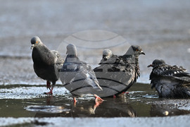 Исперих - гълъби - любопитно