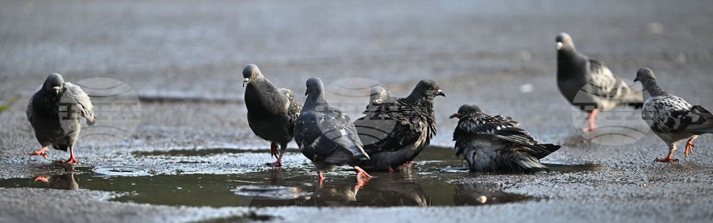 Исперих - гълъби - любопитно