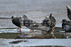 Исперих - гълъби - любопитно