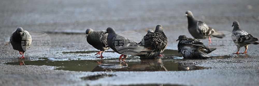 Исперих - гълъби - любопитно