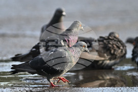 Исперих - гълъби - любопитно
