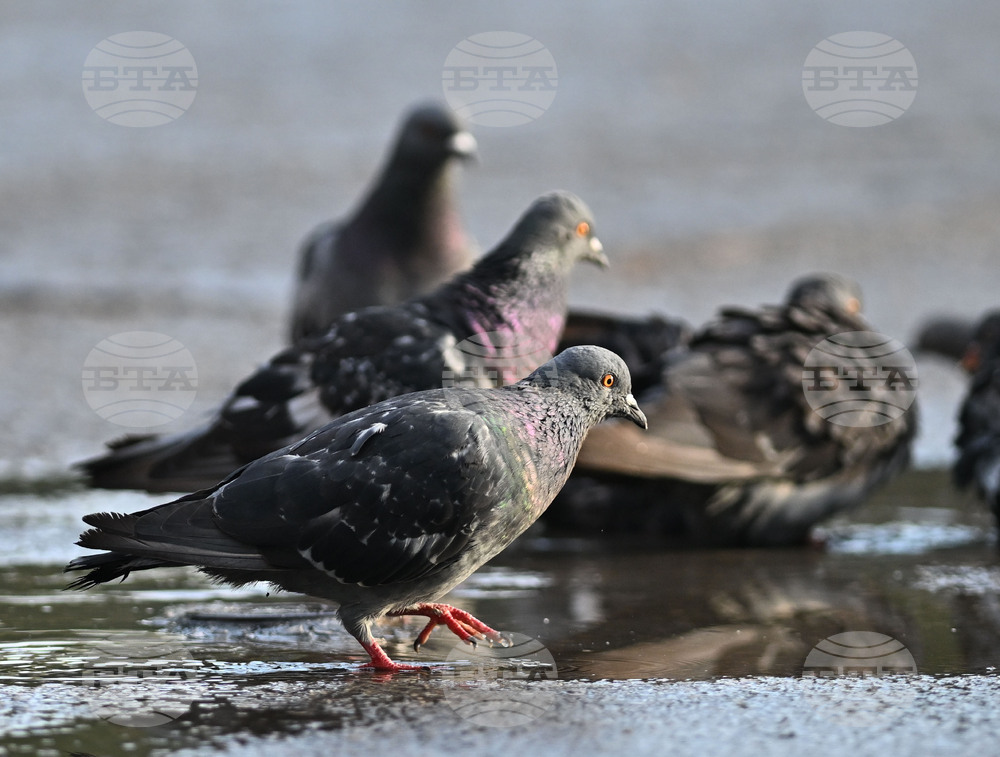 Исперих - гълъби - любопитно