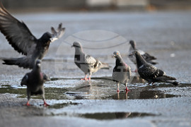 Исперих - гълъби - любопитно