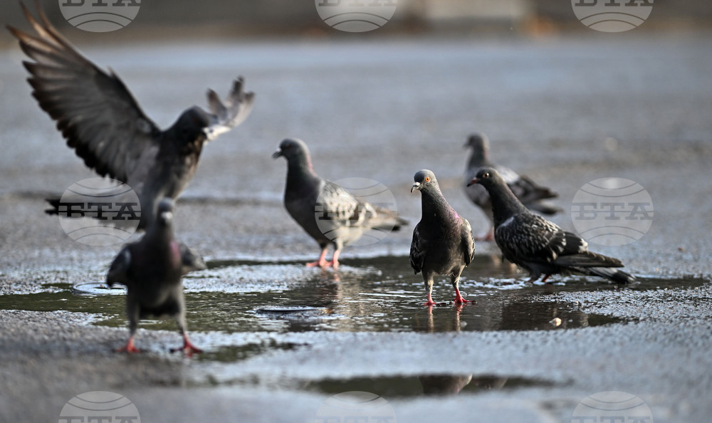 Исперих - гълъби - любопитно