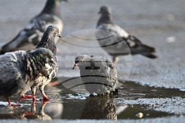 Исперих - гълъби - любопитно