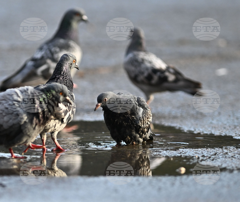 Исперих - гълъби - любопитно