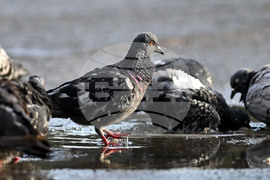 Исперих - гълъби - любопитно