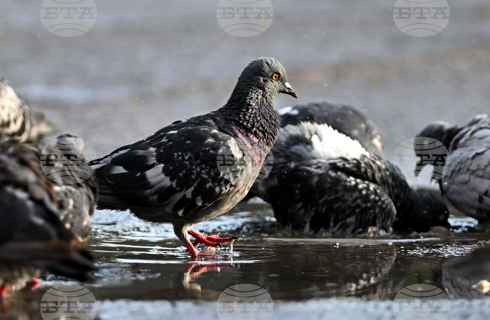 Исперих - гълъби - любопитно