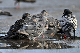 Исперих - гълъби - любопитно