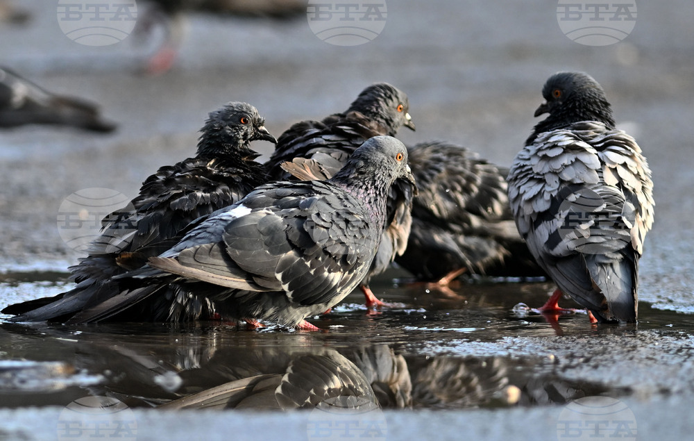 Исперих - гълъби - любопитно
