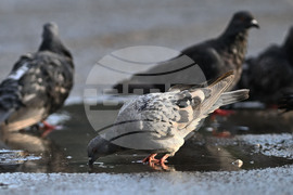 Исперих - гълъби - любопитно