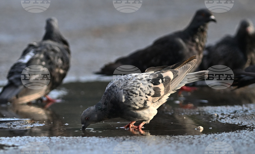 Исперих - гълъби - любопитно