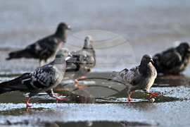Исперих - гълъби - любопитно