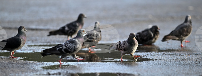 Исперих - гълъби - любопитно