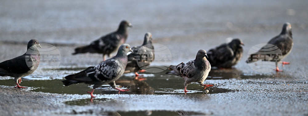 Исперих - гълъби - любопитно