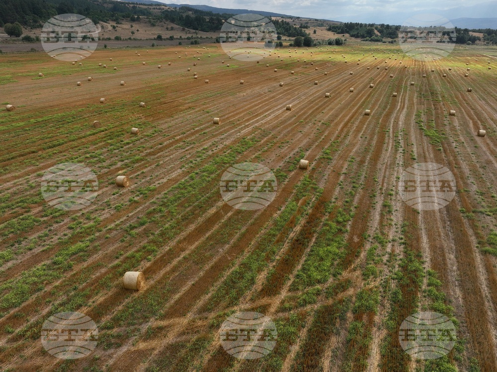 Село Алино - полета - изглед