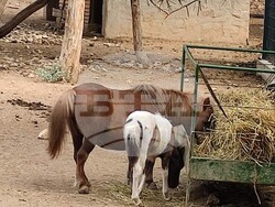 Снимка: Община Стара Загора