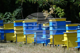 Село Духовец - пчелин