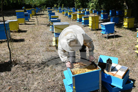 Село Духовец - пчелин