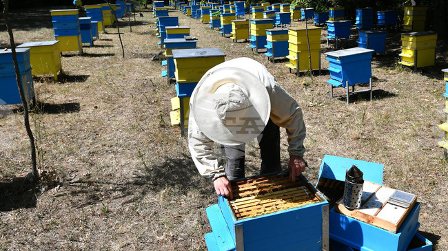Изменения, предвиждащи увеличаване на финансовата помощ в сектор „Пчеларство“, са пуснати за обществено обсъждане, съобщи МЗХ