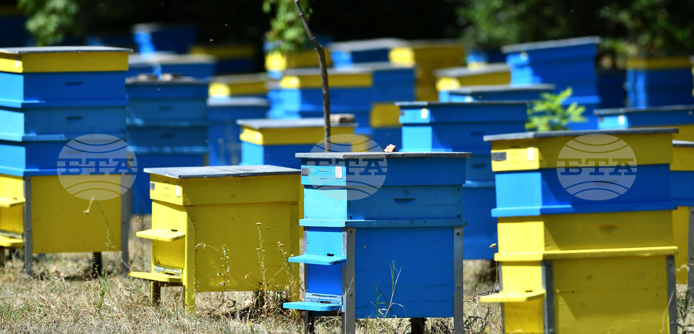 Пчеларите ще могат да кандидатстват за кредити от Държавен фонд "Земеделие" от 31 март