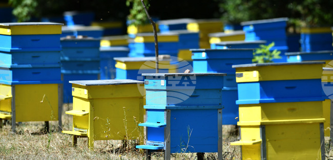 Пчеларите ще могат да кандидатстват за кредити от Държавен фонд "Земеделие" от 31 март