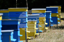 Село Духовец - пчелин