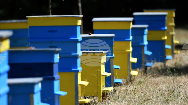 Държавен фонд "Земеделие" изплати на 14 милиона лева помощи на пчелари