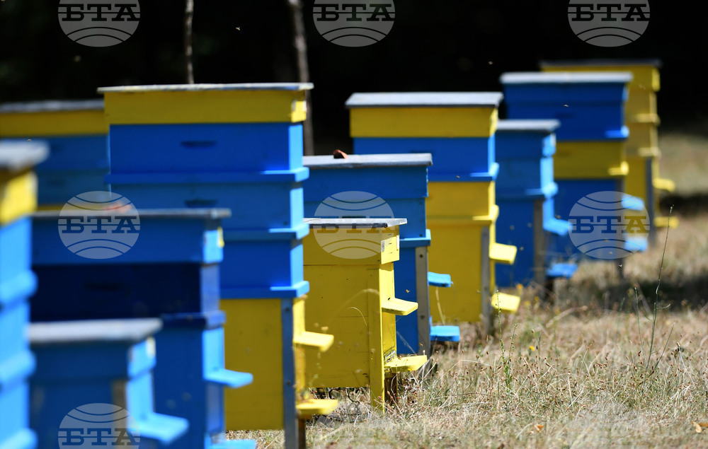 Стотици пчелни семейства са загинали в Хърватия заради предполагаема употреба на забранен инсектицид