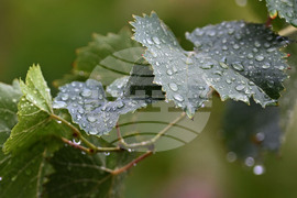 Исперих - дъждовно време