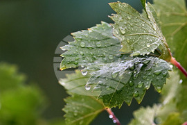 Исперих - дъждовно време